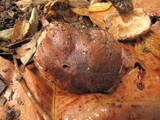 Tricholoma dryophilum image
