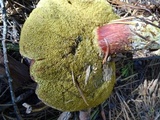 Xerocomellus atropurpureus image