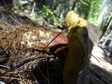 Xerocomellus atropurpureus image