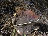 Xerocomellus atropurpureus image