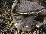 Xerocomellus atropurpureus image