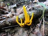 Clavulinopsis laeticolor image