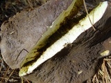 Xerocomellus atropurpureus image