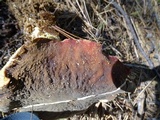 Xerocomellus atropurpureus image