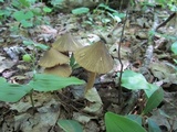 Entoloma luteum image