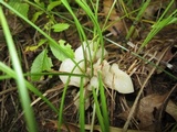 Helvellosebacina concrescens image