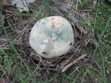 Russula aeruginea image
