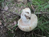 Russula aeruginea image