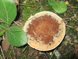 Hydnellum spongiosipes image