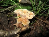 Hydnellum spongiosipes image