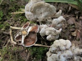 Gloeoporus dichrous image