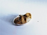 Gloeoporus dichrous image