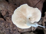 Clitopilus prunulus image