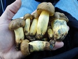 Boletus luridellus image