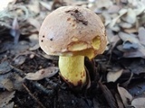 Boletus luridellus image