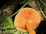 Cortinarius distans image