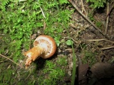 Cortinarius distans image