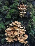 Xeromphalina kauffmanii image