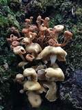 Xeromphalina kauffmanii image