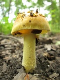 Amanita flavorubens image