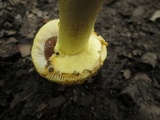 Amanita flavorubens image