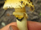 Amanita flavorubens image