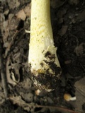 Amanita flavorubens image