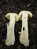 Amanita flavorubens image