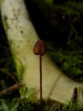 Spinellus fusiger image