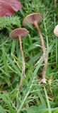 Psilocybe inquilina image