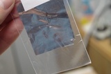 Psilocybe inquilina image