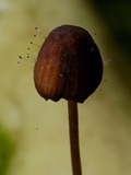 Spinellus fusiger image