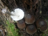 Pluteus longistriatus image