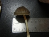 Pluteus longistriatus image