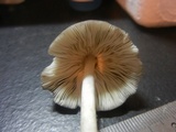 Pluteus longistriatus image