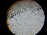 Pluteus longistriatus image