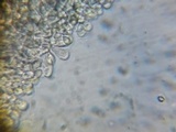 Pluteus longistriatus image