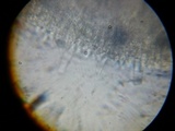 Pluteus longistriatus image