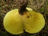 Boletinellus merulioides image