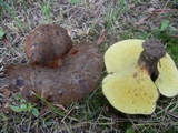 Boletinellus merulioides image