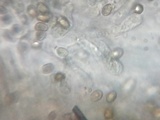 Boletinellus merulioides image