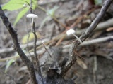 Tetrapyrgos nigripes image