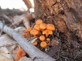 Xeromphalina kauffmanii image