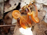 Xeromphalina kauffmanii image