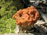 Gyromitra korfii image