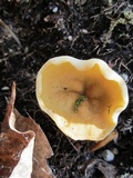 Disciotis venosa image