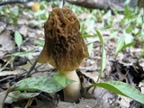 Verpa bohemica image