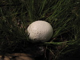 Bovista plumbea image