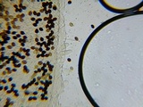 Panaeolus antillarum image