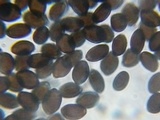 Panaeolus antillarum image